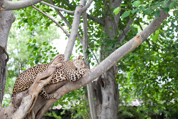 Leopard on the tree