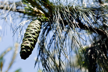 green pine cones