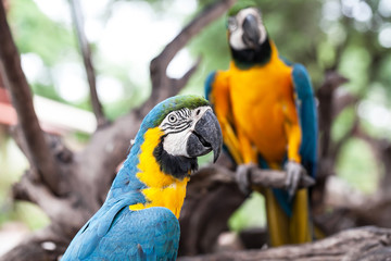 colorful parrot in garden