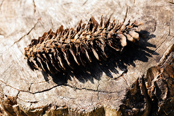 Damaged old pinecone
