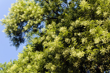 conifers on a sunny day