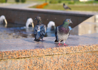 Obraz premium two pigeons looking in opposite directions standing on fountain parapet, focus on looking to the right one