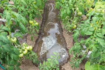 Fresh green tomatoes