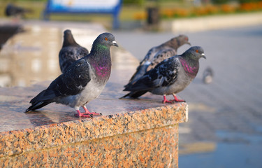 feral pigeon with iridescent green and purple neck standing on fountain parapet