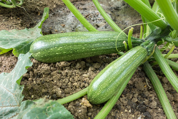 Fresh green zucchini