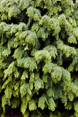 Conifer branches