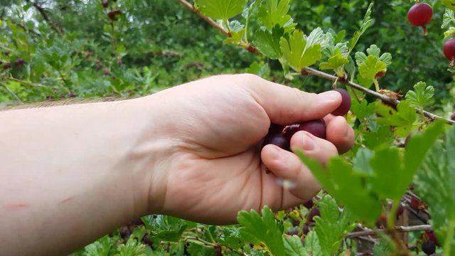 Handful of gooseberries at  a red gooseberries vaccinium vitis-idaea picking session