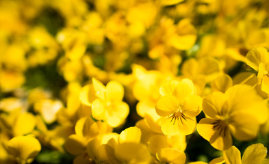 Close up on bed of yellow flowers