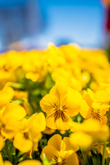 closeup of pansies