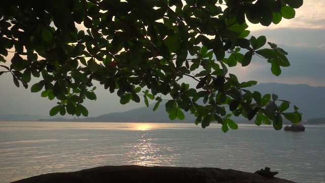 Panoramic View on a Seascape Under a Loppy Spreading Tree. Slow Motion