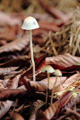 Mushrooms Growing On Straw In Rainy Season