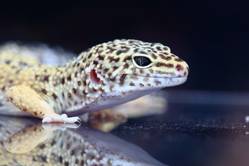 Leopard Gecko Crawling On Glass Floor
