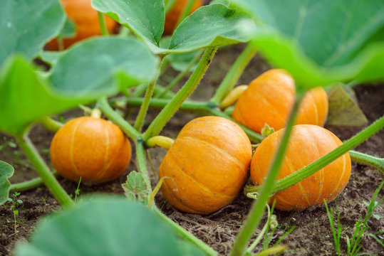 japanese pumpkins