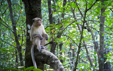 Monkey  ( crab-eating macaque )  relax on tree  in  the  forest  of  Thailand.