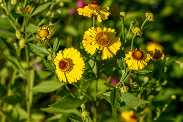 Großblumiges Mädchenauge in einem Blumenbeet in der Sonne