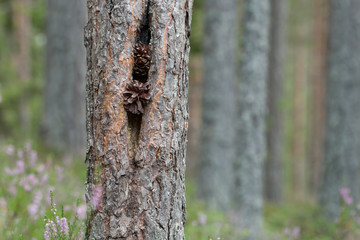 Pine cones stuck in pine tree, heather in the background