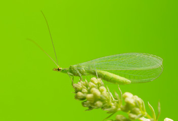 Macro photo of a green lacewing 