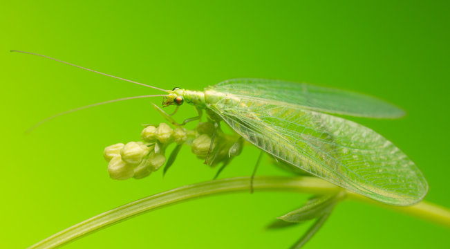 Macro photo of a green lacewing 