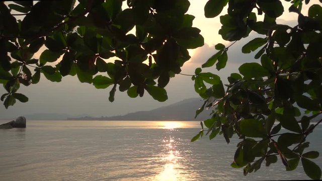 Panoramic View on a Seascape Under a Loppy Spreading Tree. Slow Motion