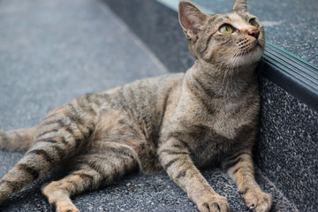 Tabby cat lying on the pavement
