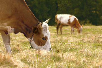 Naklejka na ściany i meble Cow grazing on mountain meadow