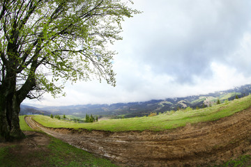 Pathway in mountain forest