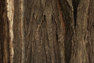 Fototapeta premium Bark tree background