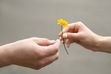 Flower and human hands on blurred background - obrazy, fototapety, plakaty