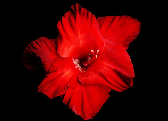 Fototapeta premium Beautiful red gladiolus flower on black background