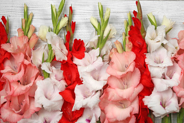 Beautiful gladiolus flowers on  wooden background