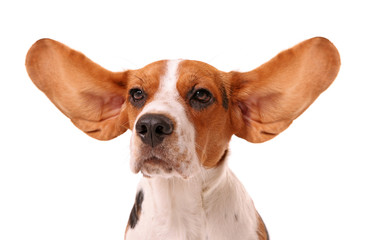 Female hands holding beagle dog's ears isolated on white