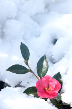 雪椿 の画像 25 212 件の Stock 写真 ベクターおよびビデオ Adobe Stock