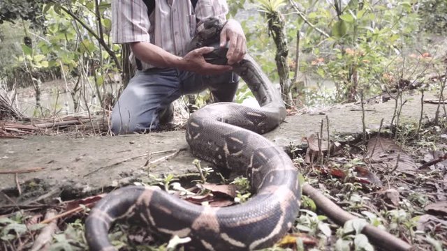 Man caressing a domesticated boa constrictor moving slowly around his hand
