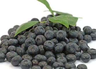 Heidelbeeren, Vaccinium, Blaubeeren