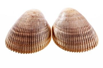 Two sea shells of  mollusk isolated on white background.