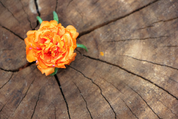 Closeup Common Purslane  flower with wood background