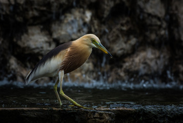 Beautiful  nature  close up of javan pond heron in Thailand.
