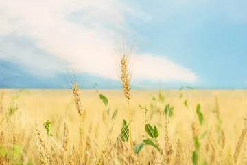 Cercles muraux Été Wheat field in summer day