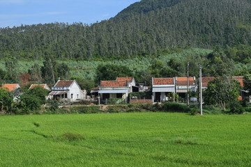 Fototapeta na wymiar paddy field in rural village in Vietnam countryside