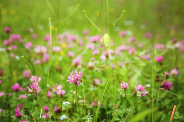 Beautiful wildflower meadow