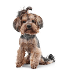 Little funny dog isolated on white