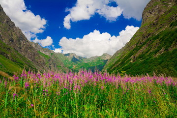 Mountain summer. Sunny day. Green grass and flowers, fantastic u
