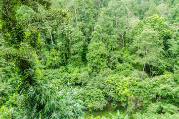 Fototapeta na wymiar top view of tree in rainforest