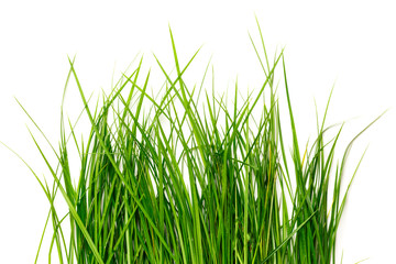Fresh spring grass as background