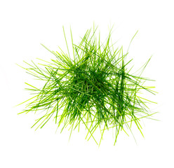 Fresh spring grass as background