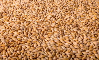 Wheat background view from the top close up

