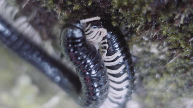 Detail of couple of Millipedes mating on the rock very slowly