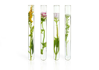 Flowers and plants in test tubes on wooden background. The concept of biological research