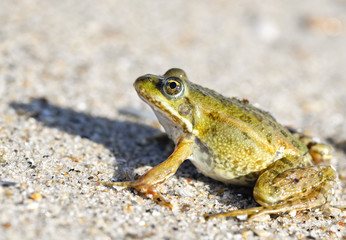 Dreamy toad/Toad on a sandy shore. Dreamy frog sitting on the sand