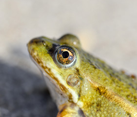 Dreamy toad/Toad on a sandy shore. Dreamy frog sitting on the sand